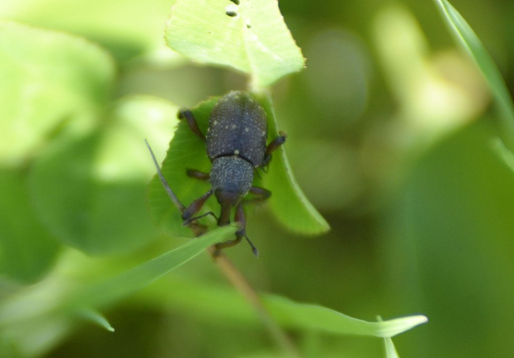 Curculionidae: Hylobius transversovittatus